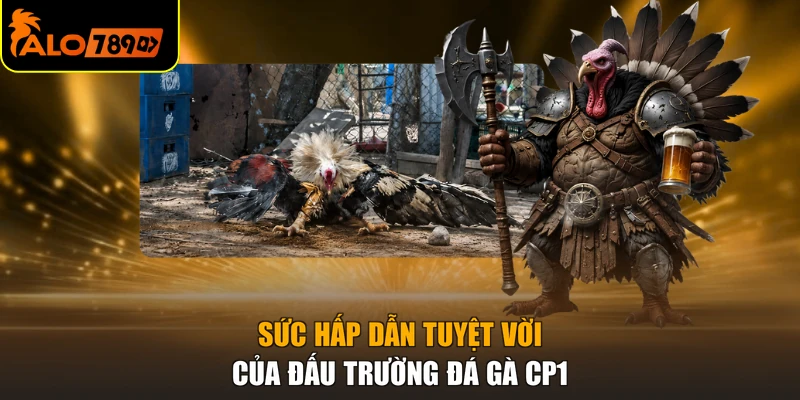 Sức hấp dẫn tuyệt vời của đấu trường đá gà cp1